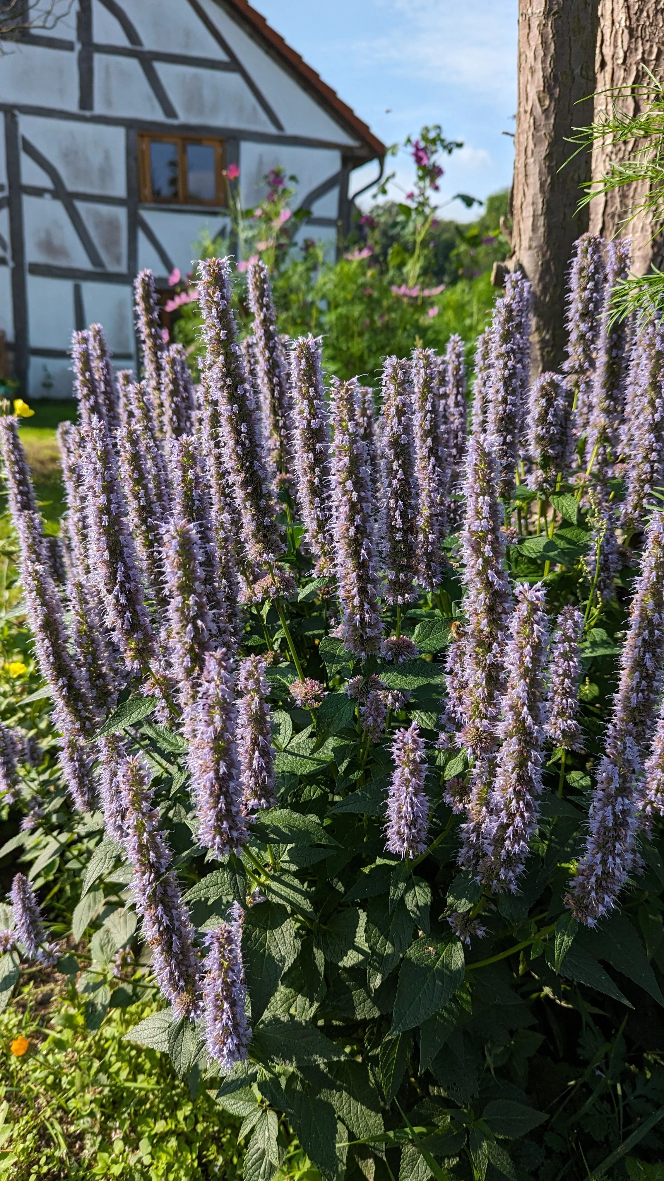 Blühende Agastache